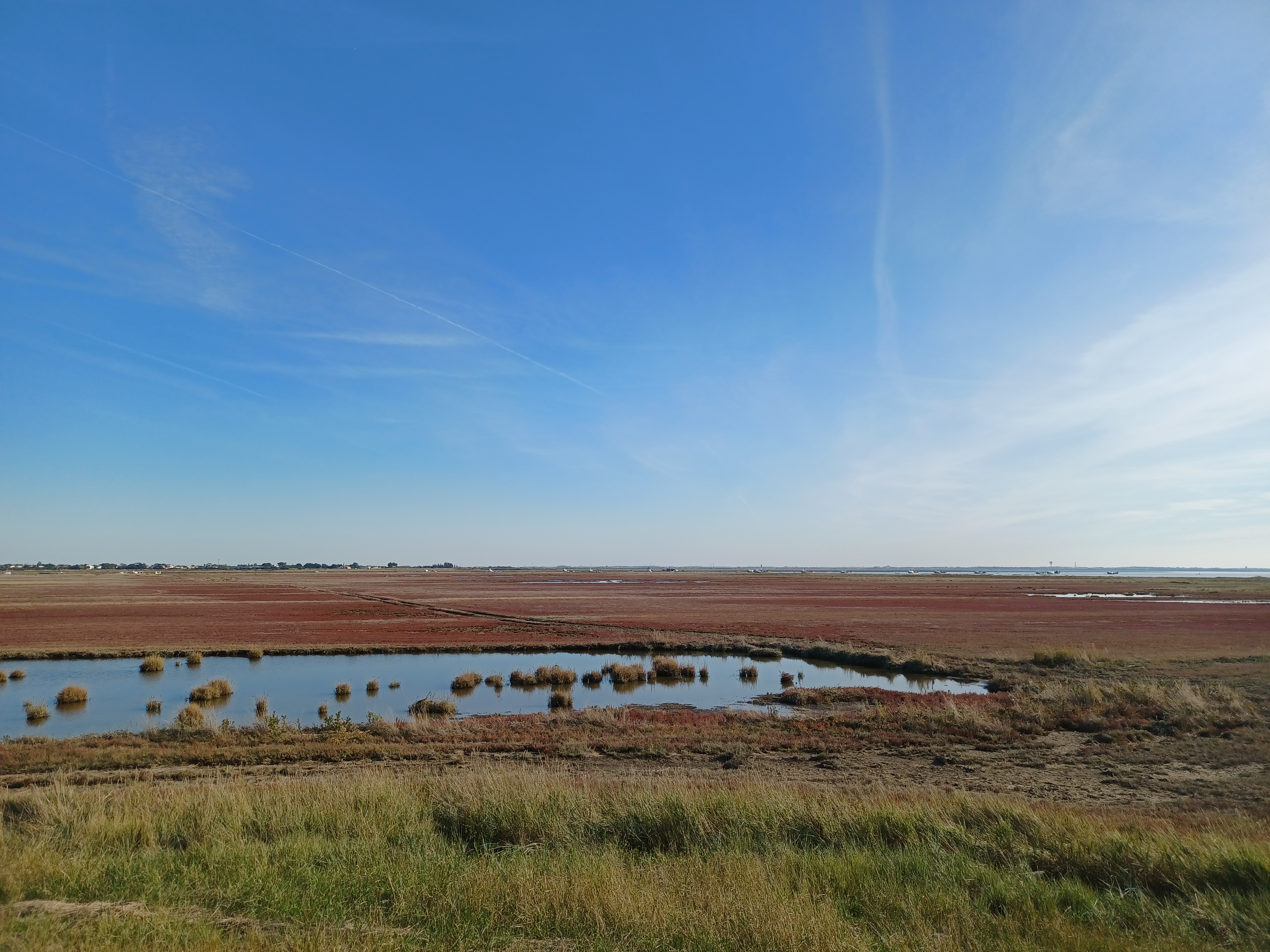 Prés salés rouge de la Bosse